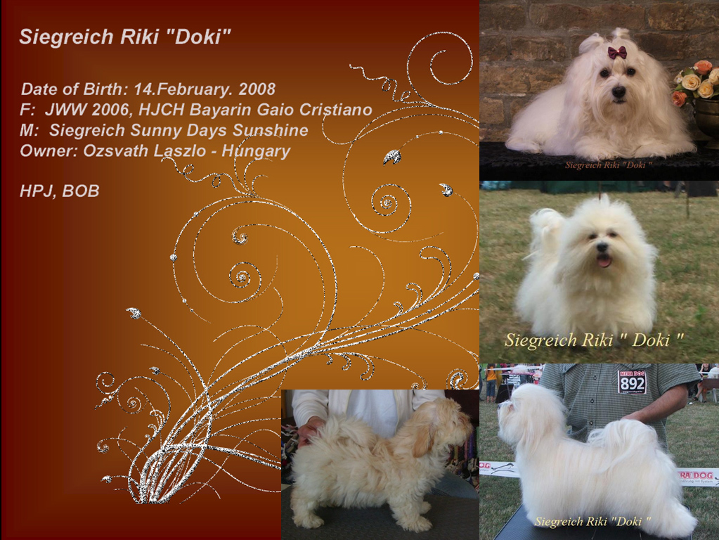 Havanese male Doki